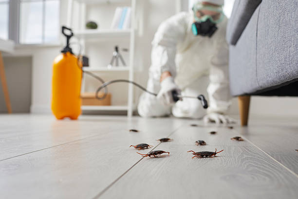 Post-Treatment Bed Bug Interceptor Monitoring in The Plains